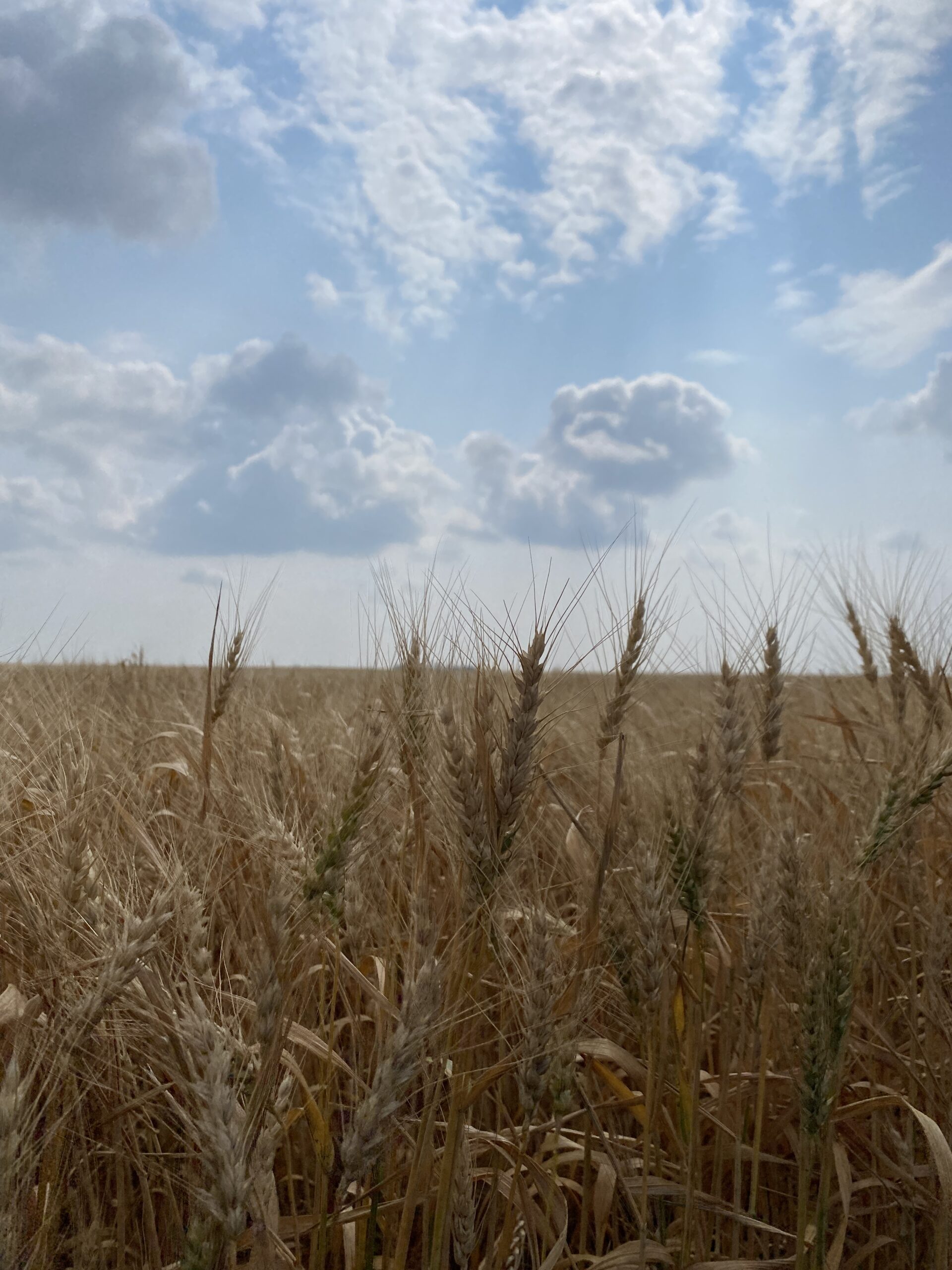 A Saskatchewan wheat field under a wide summer sky